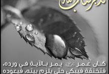 تدبر القرآن